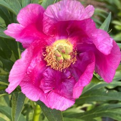 anomala maja ees IMG-6456